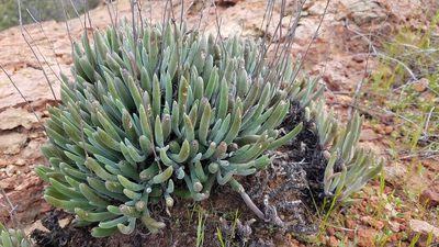 Dudleya attenuata, photographed by Alan Rockefeller