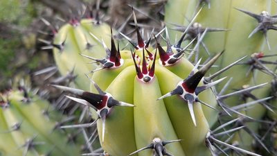 Myrtillocactus cochal, photographed by Alan Rockefeller