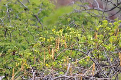 Senna bicapsularis, photographed by Thibaud Aronson