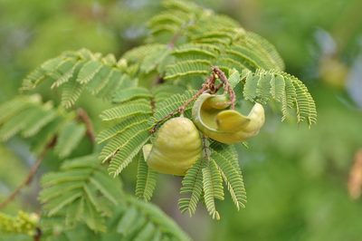 Libidibia coriaria, photographed by Thibaud Aronson