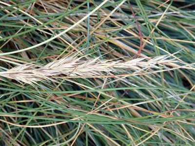Festuca coxii, photographed by Peter de Lange
