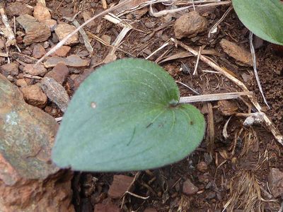 Drimiopsis burkei, photographed by Andrew Hankey