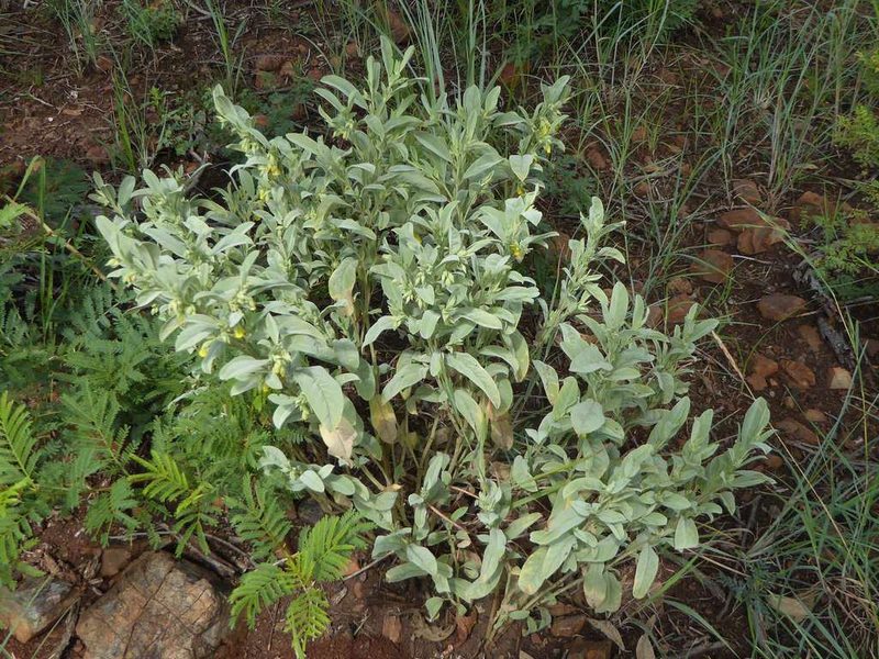 Hermannia staurostemon, photographed by Andrew Hankey