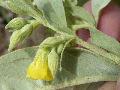 Hermannia staurostemon, photographed by Andrew Hankey