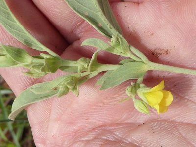 Hermannia staurostemon, photographed by Andrew Hankey