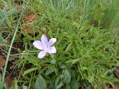 Barleria wilmsiana, photographed by Andrew Hankey