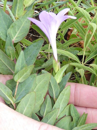 Barleria wilmsiana, photographed by Andrew Hankey