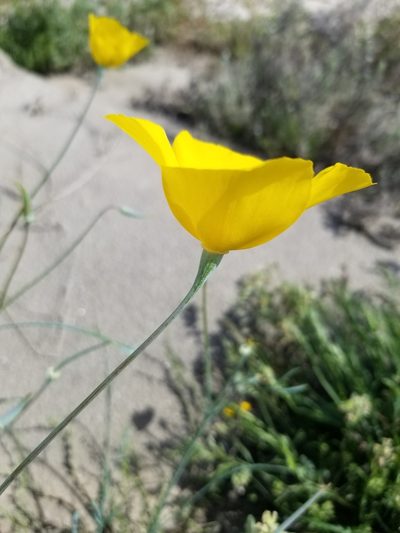 Eschscholzia papastillii, photographed by Rod