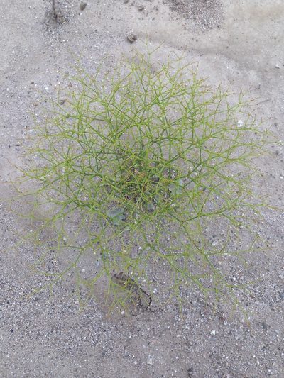 Eriogonum brachyanthum, photographed by Adam J. Searcy