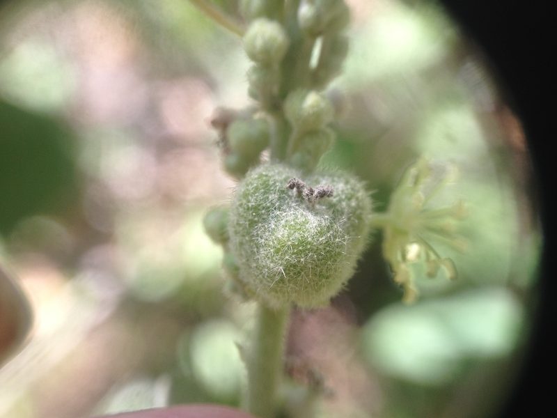 Croton gracilipes, photographed by Étienne Lacroix-Carignan