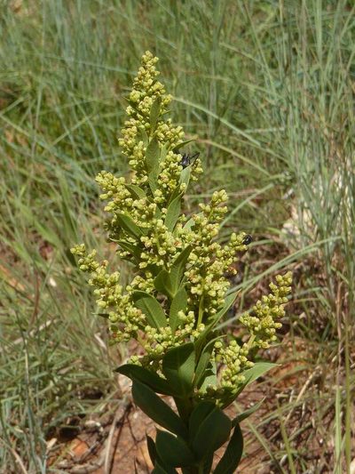 Searsia pondoensis, photographed by Andrew Hankey