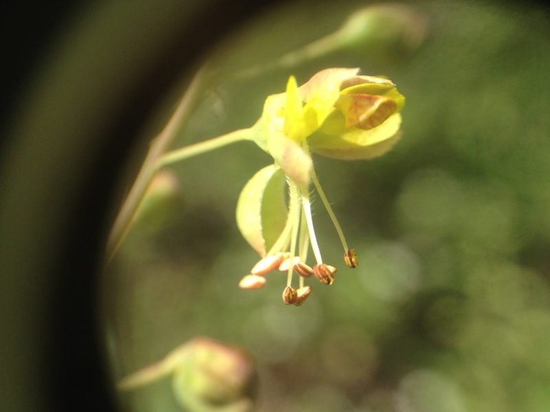 Denisophytum stuckertii, photographed by Étienne Lacroix-Carignan