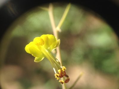 Denisophytum stuckertii, photographed by Étienne Lacroix-Carignan