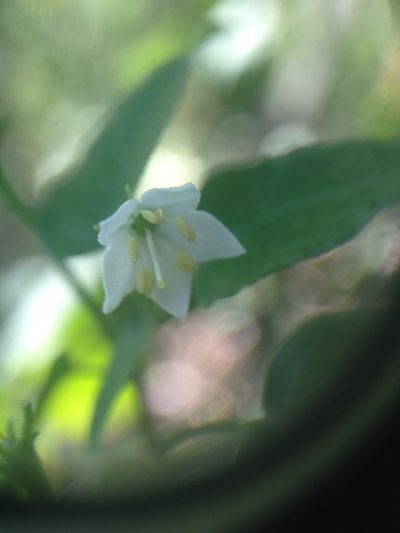 Capsicum chacoense, photographed by Étienne Lacroix-Carignan