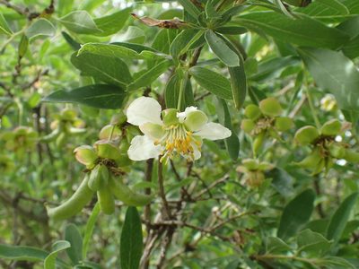 Crossosoma californicum, photographed by Scott Yarger