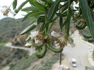 Crossosoma californicum, photographed by Scott Yarger