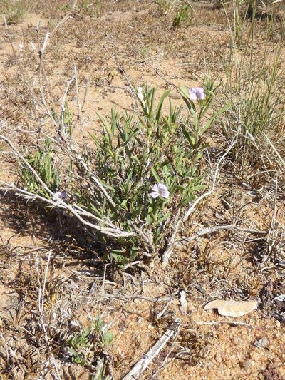 Barleria virgula, photographed by Andrew Hankey
