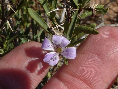 Barleria virgula, photographed by Andrew Hankey