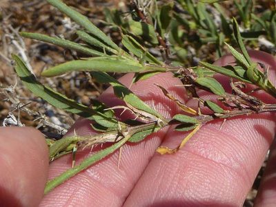 Barleria virgula, photographed by Andrew Hankey