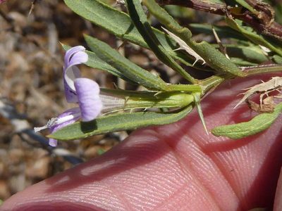 Barleria virgula, photographed by Andrew Hankey