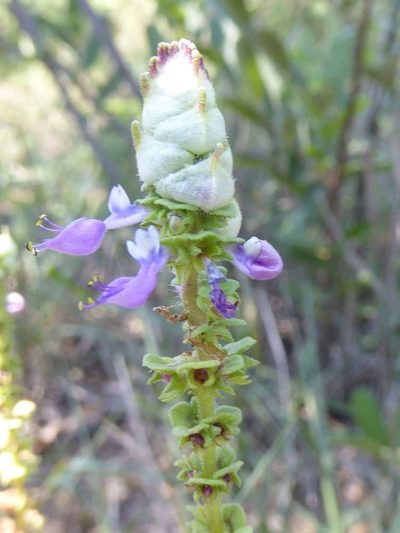 Coleus caninus, photographed by Andrew Hankey