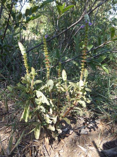 Coleus caninus, photographed by Andrew Hankey