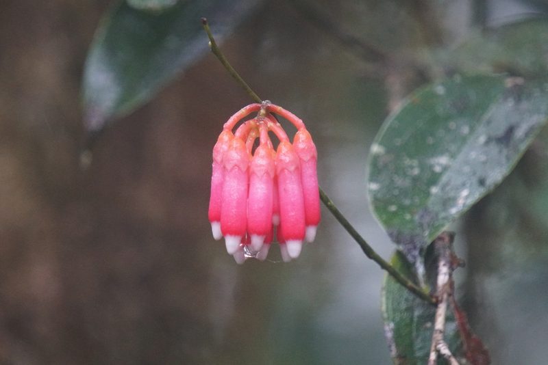 Psammisia ramiflora, photographed by Karen and Mike