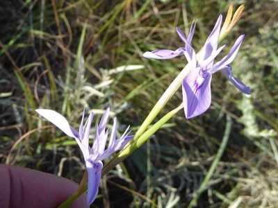 Moraea elliotii, photographed by Andrew Hankey