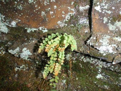 Woodsia glabella, photographed by Rob Foster