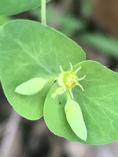 Euphorbia greggii, photographed by Adriana Nelly Correa Sandoval