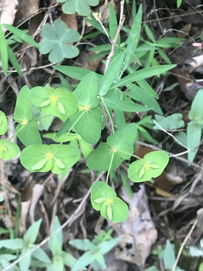 Euphorbia greggii, photographed by Adriana Nelly Correa Sandoval