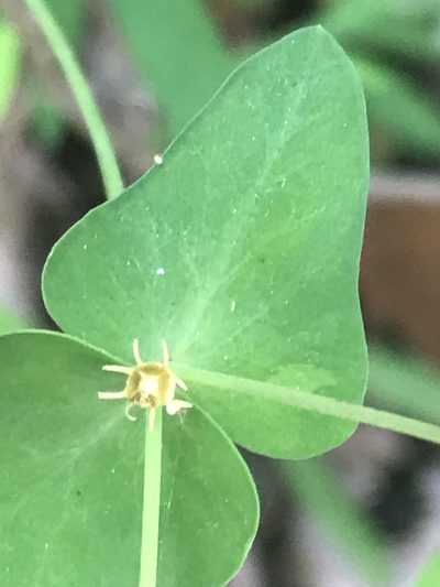Euphorbia greggii, photographed by Adriana Nelly Correa Sandoval