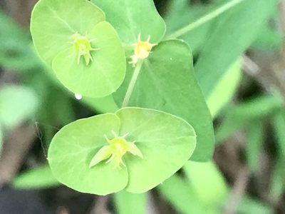 Euphorbia greggii, photographed by Adriana Nelly Correa Sandoval
