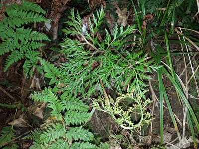 Sceptridium biforme, photographed by Leon Perrie