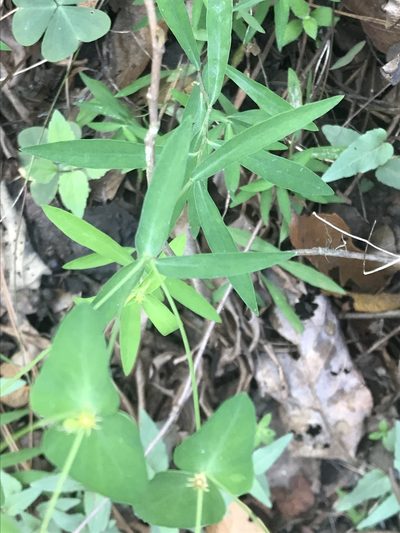 Euphorbia greggii, photographed by Adriana Nelly Correa Sandoval