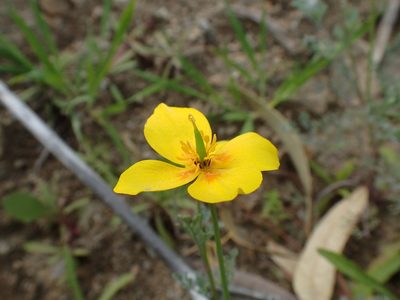 Eschscholzia ramosa, photographed by Scott Yarger