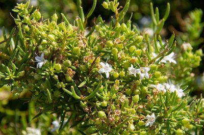 Myoporum parvifolium, photographed by Terra Occ