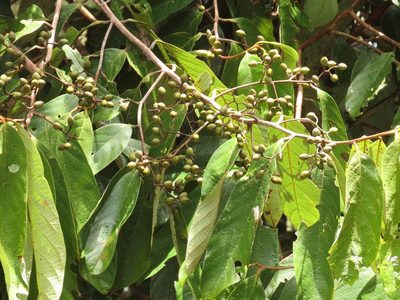 Cryptocarya mackinnoniana, photographed by coenobita
