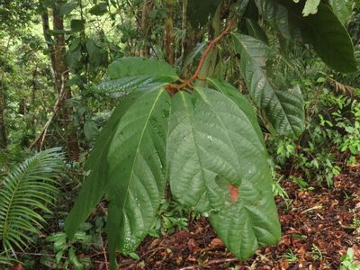 Cryptocarya mackinnoniana, photographed by coenobita