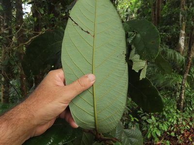 Cryptocarya mackinnoniana, photographed by coenobita