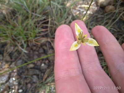 Moraea trifida, photographed by Seth Musker