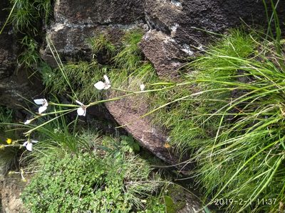 Moraea brevistyla, photographed by Seth Musker