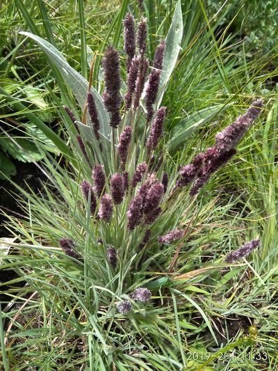 Stiburus alopecuroides, photographed by Seth Musker