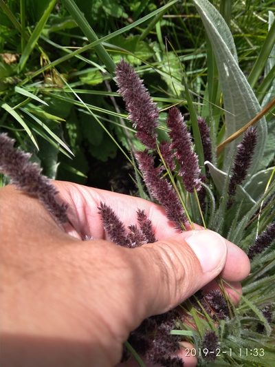 Stiburus alopecuroides, photographed by Seth Musker