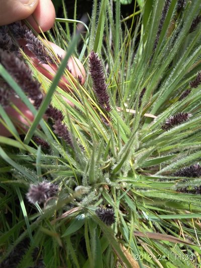 Stiburus alopecuroides, photographed by Seth Musker