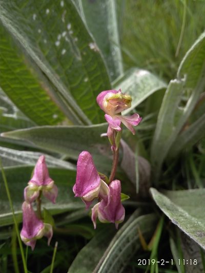 Disperis stenoplectron, photographed by Seth Musker