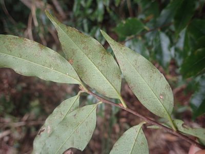 Prunus spinulosa, photographed by 呂一起(Lyu yi-chi)