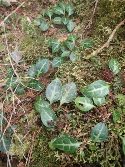 Pyrola alboreticulata, photographed by 呂一起(Lyu yi-chi)