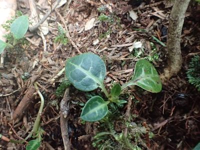Pyrola alboreticulata, photographed by 呂一起(Lyu yi-chi)