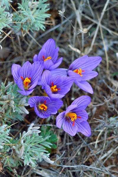 Crocus pallasii, photographed by Vitaliy Rudenko